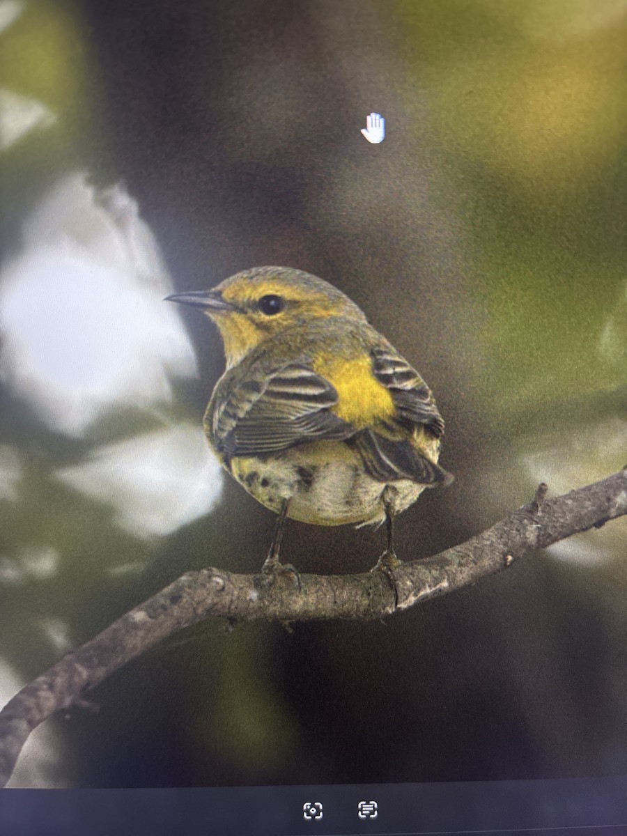 Cape May Warbler - ML643070982