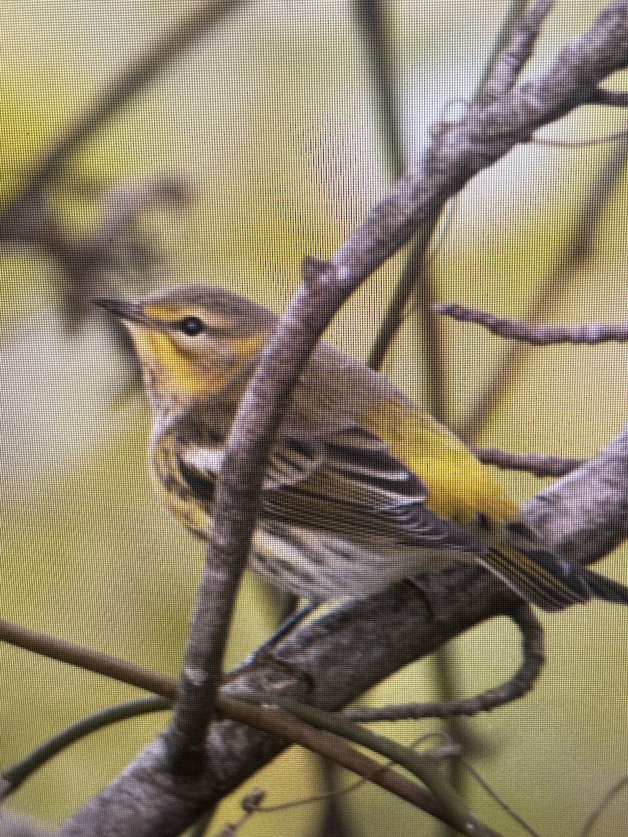 Cape May Warbler - ML643070983