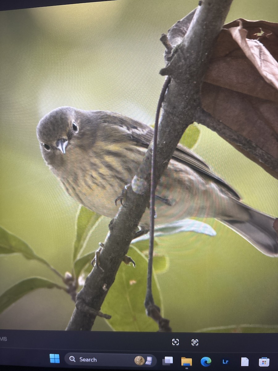 Cape May Warbler - ML643070984
