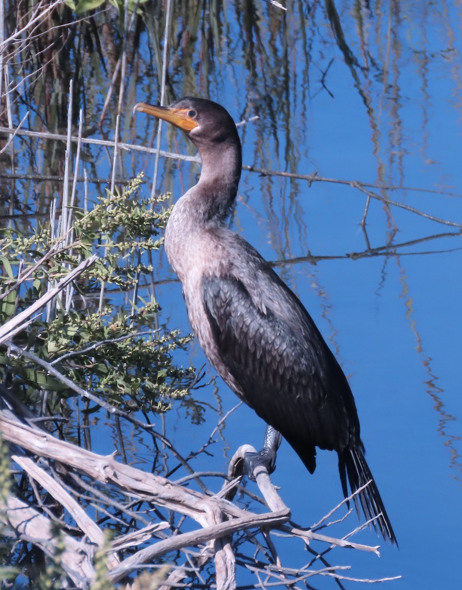 kormorán ušatý - ML643070985