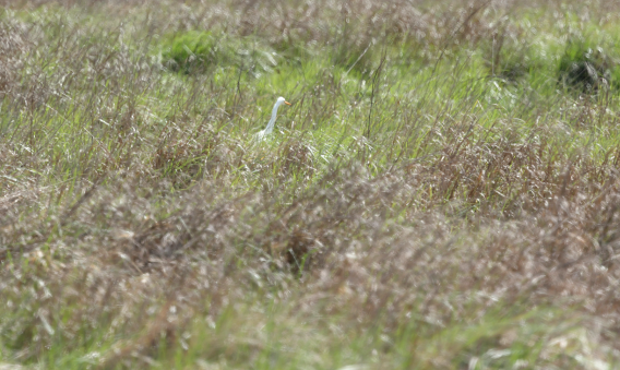 Plumed Egret - ML643070990