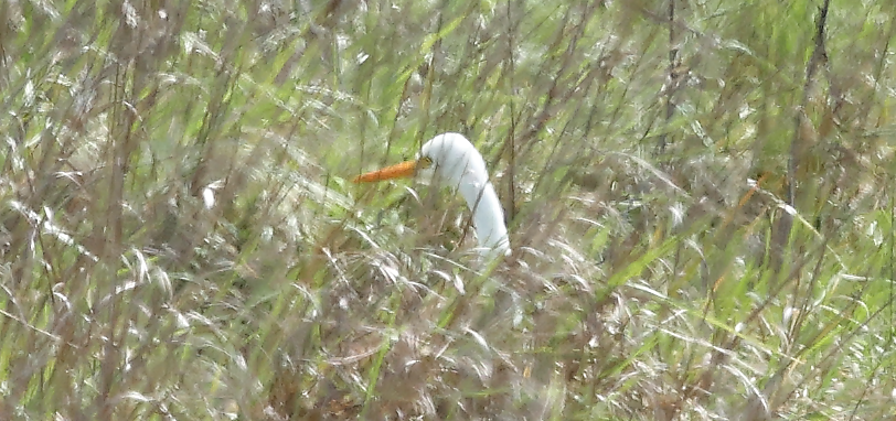 Plumed Egret - ML643070991