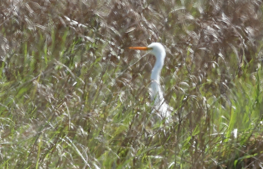 Plumed Egret - ML643070992