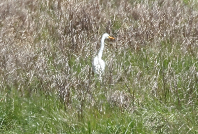 Plumed Egret - ML643070993