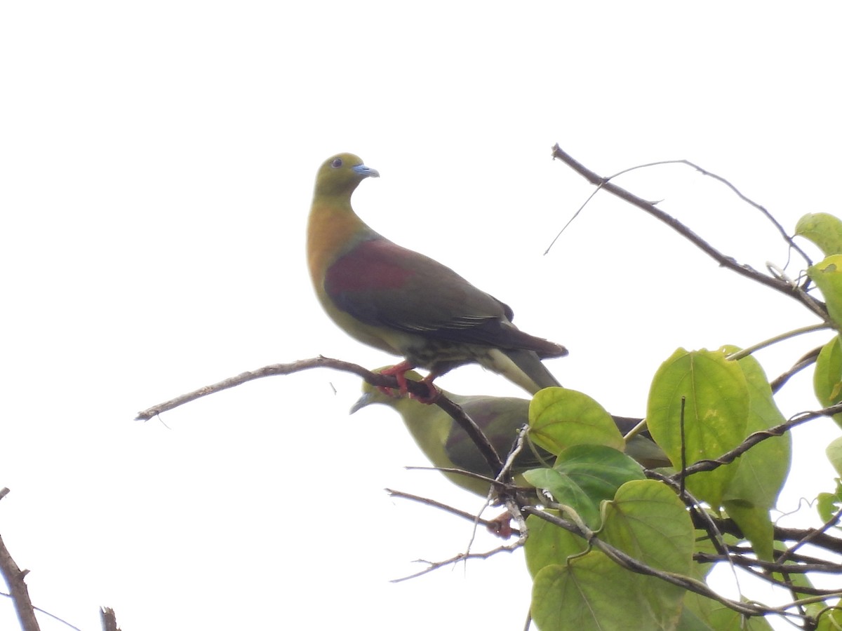 Wedge-tailed Green-Pigeon - ML643070999