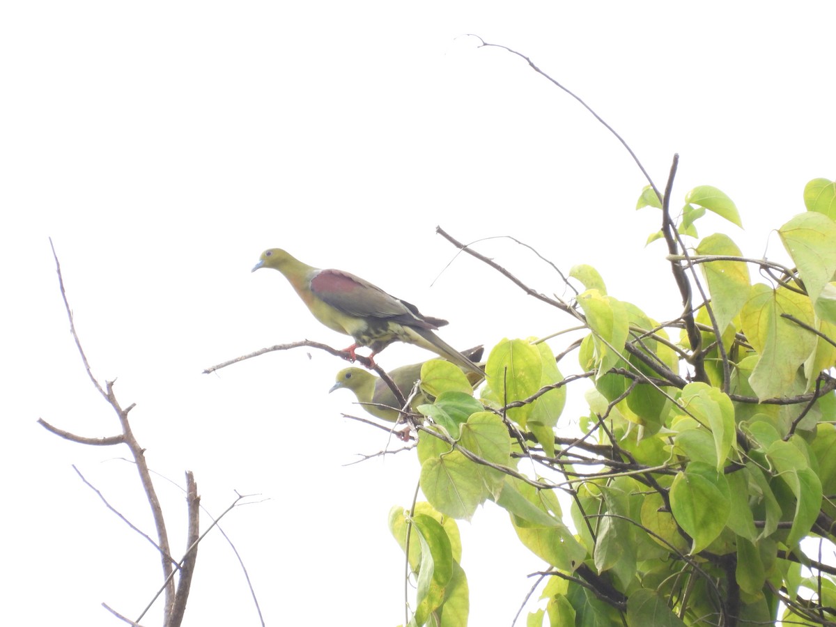 Wedge-tailed Green-Pigeon - ML643071000