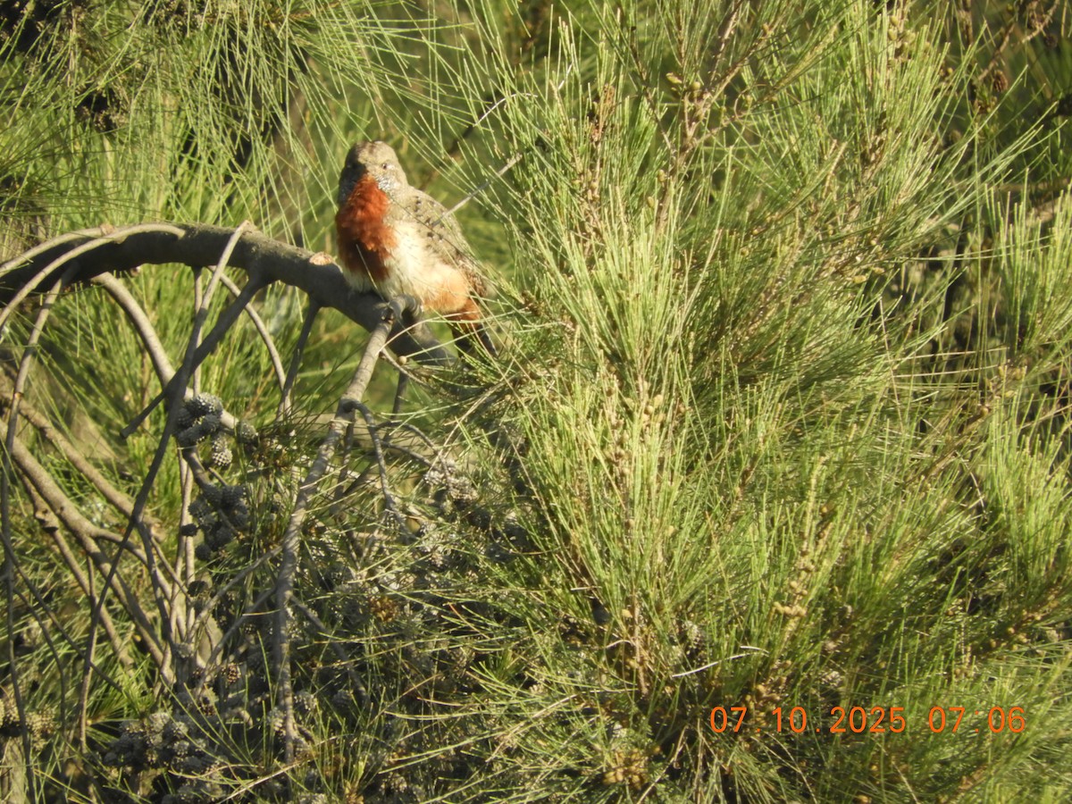 Red-throated Wryneck (Ethiopian) - ML643071020