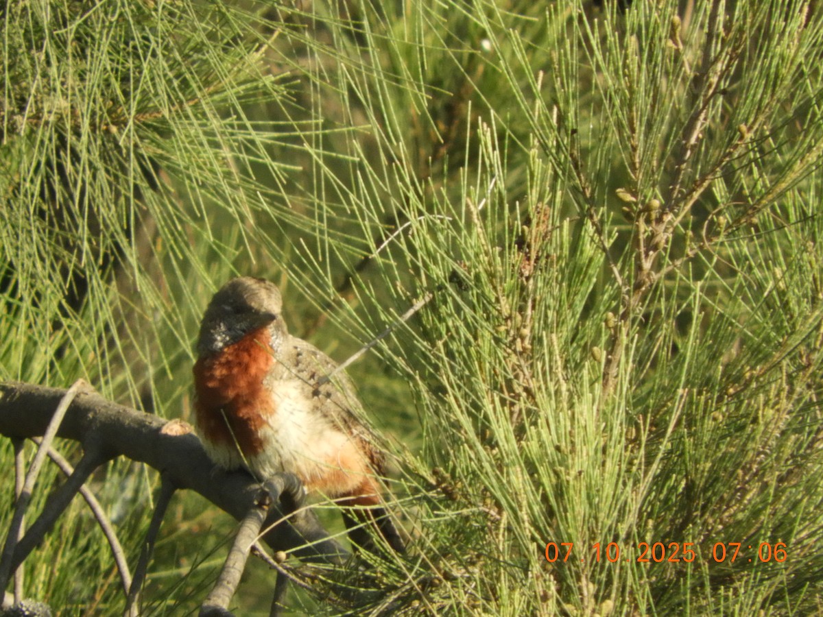 Red-throated Wryneck (Ethiopian) - ML643071021