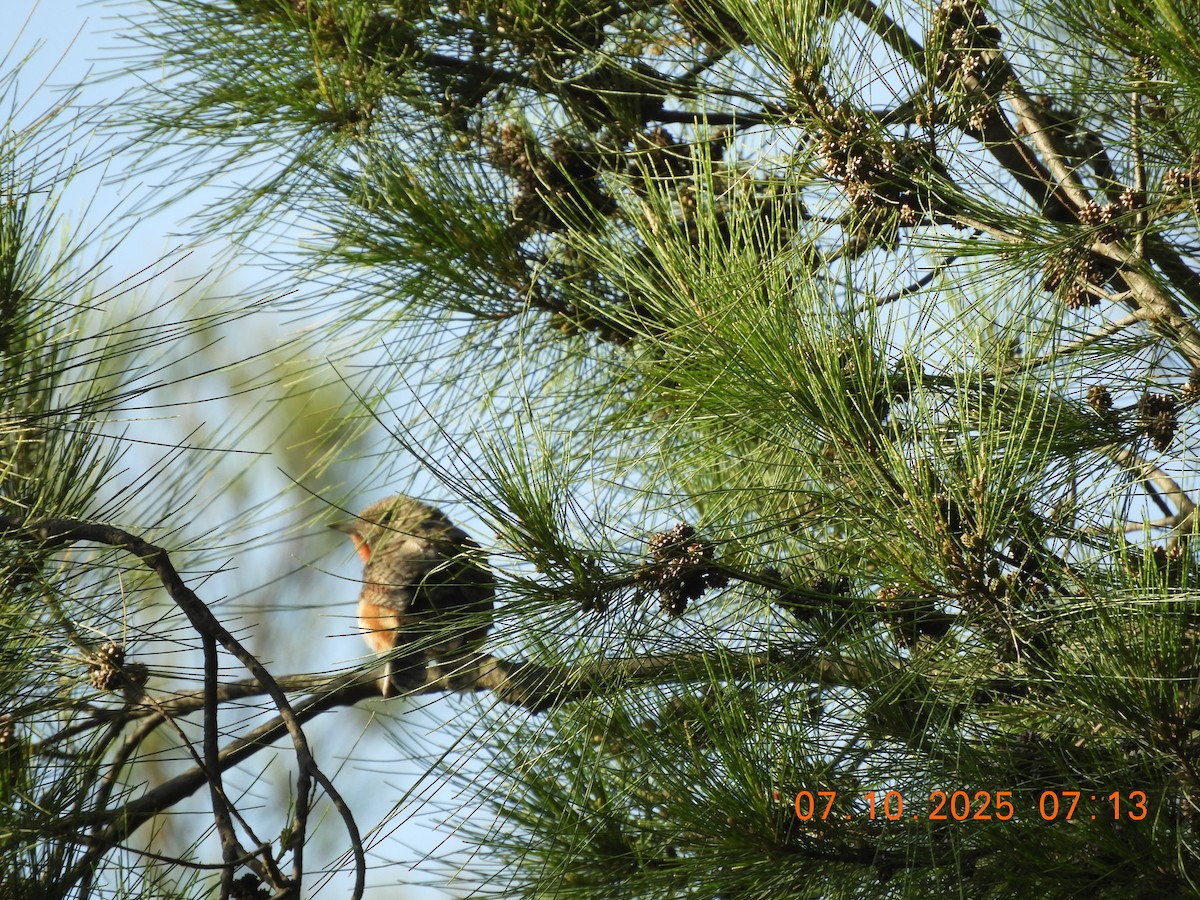 Red-throated Wryneck (Ethiopian) - ML643071022