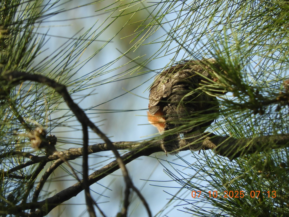 Red-throated Wryneck (Ethiopian) - ML643071023