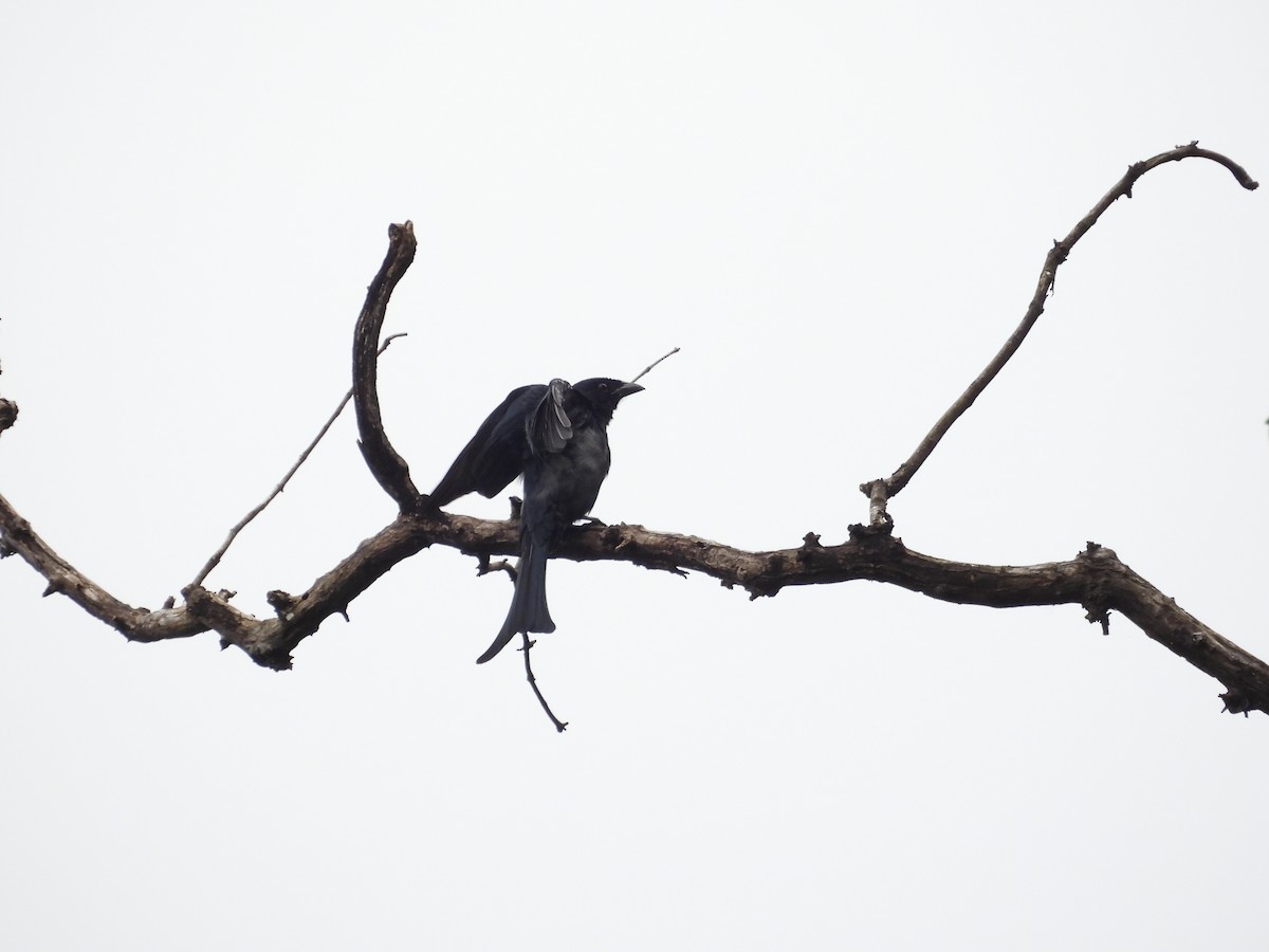 Bronzed Drongo - ML643071026
