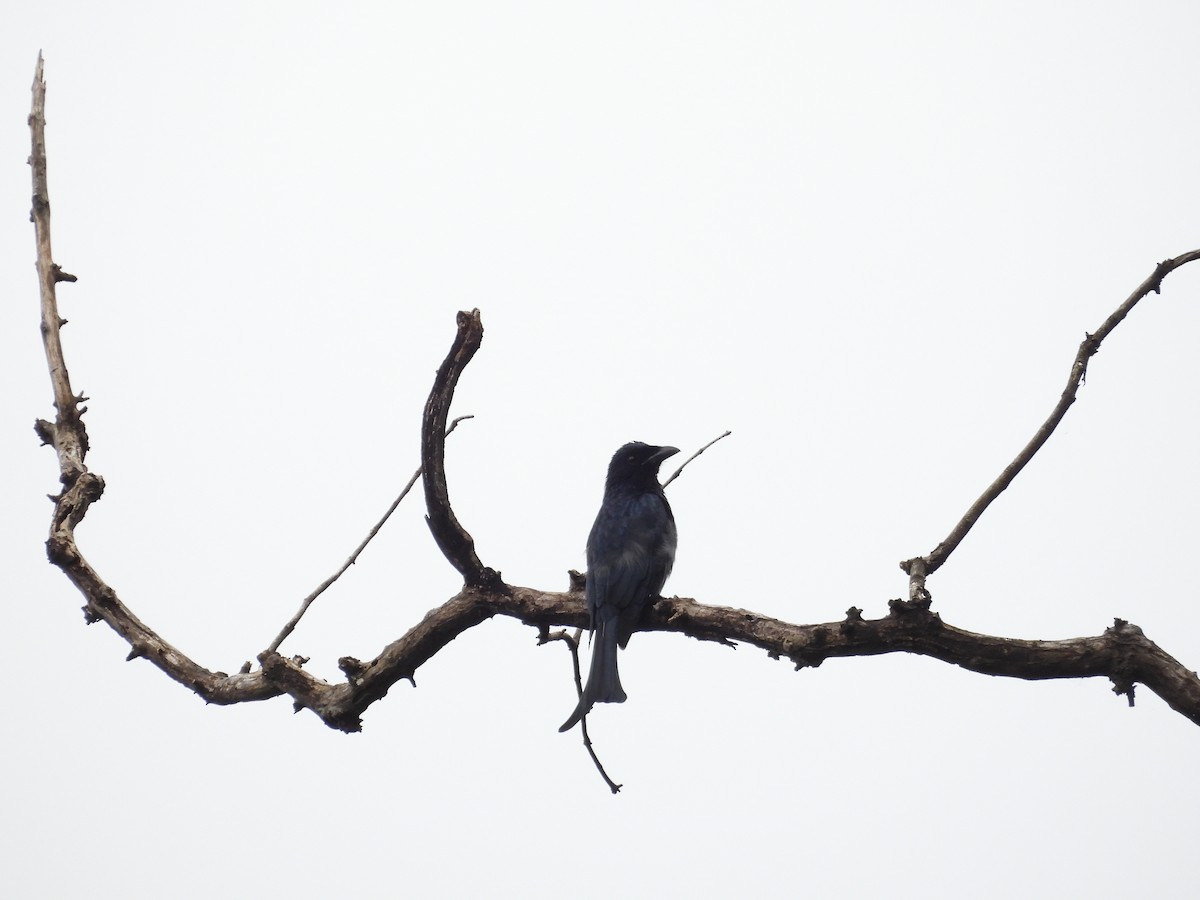 Bronzed Drongo - ML643071027