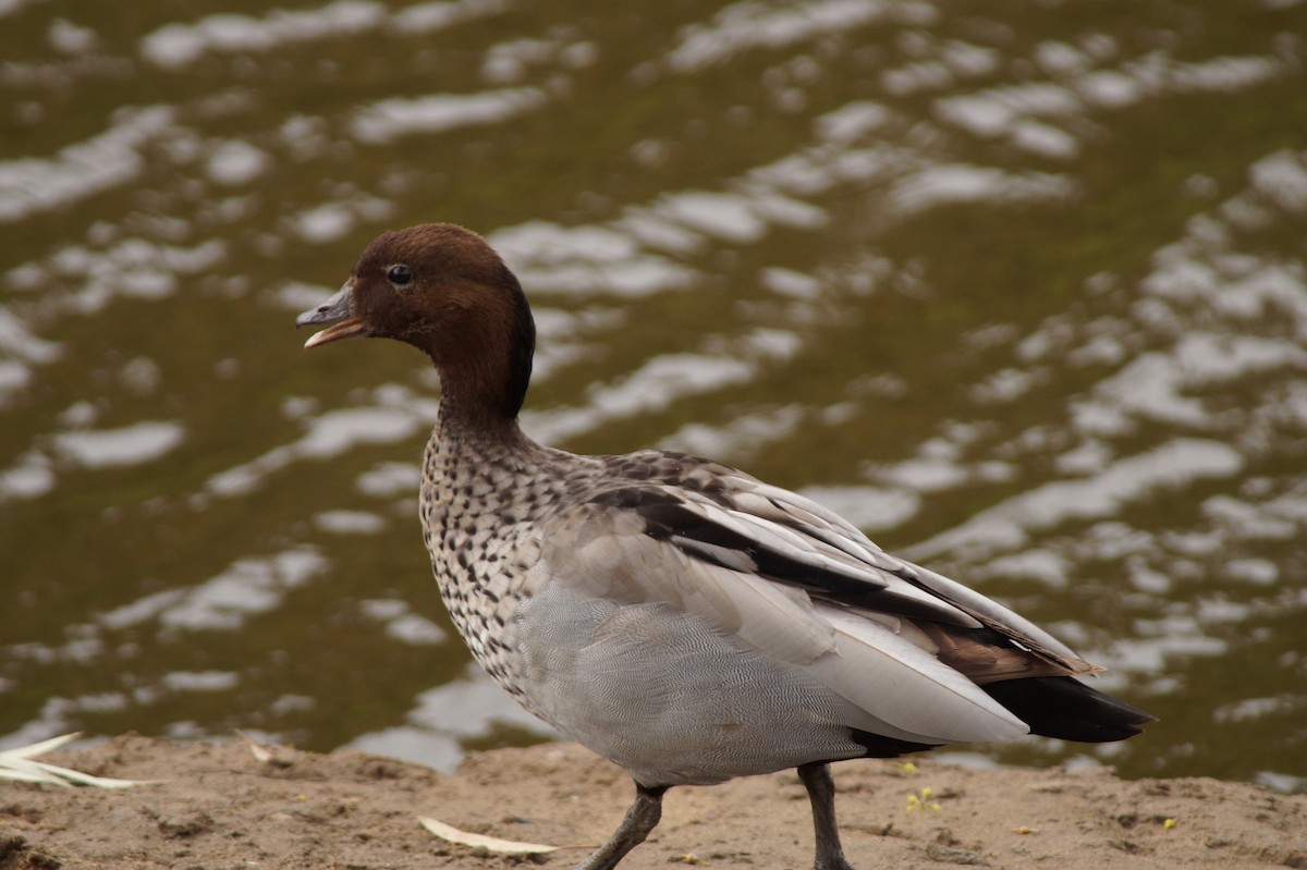 Maned Duck - ML643071030