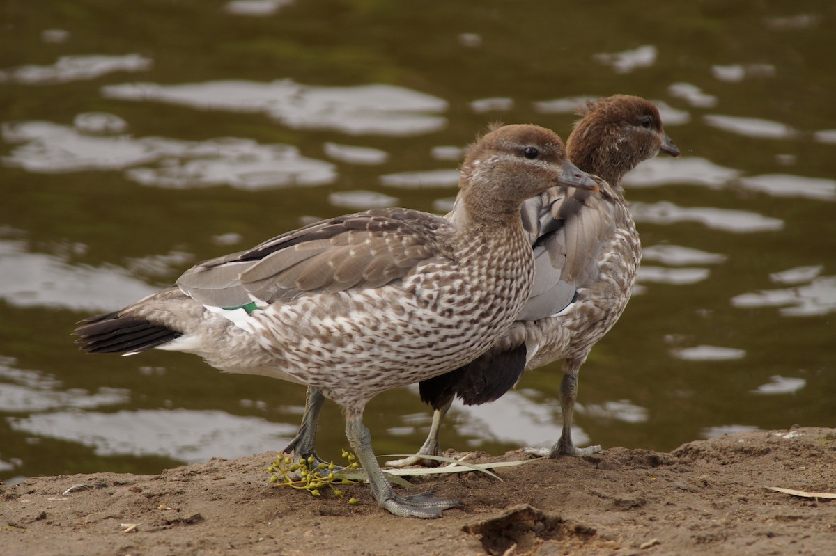 Maned Duck - ML643071033