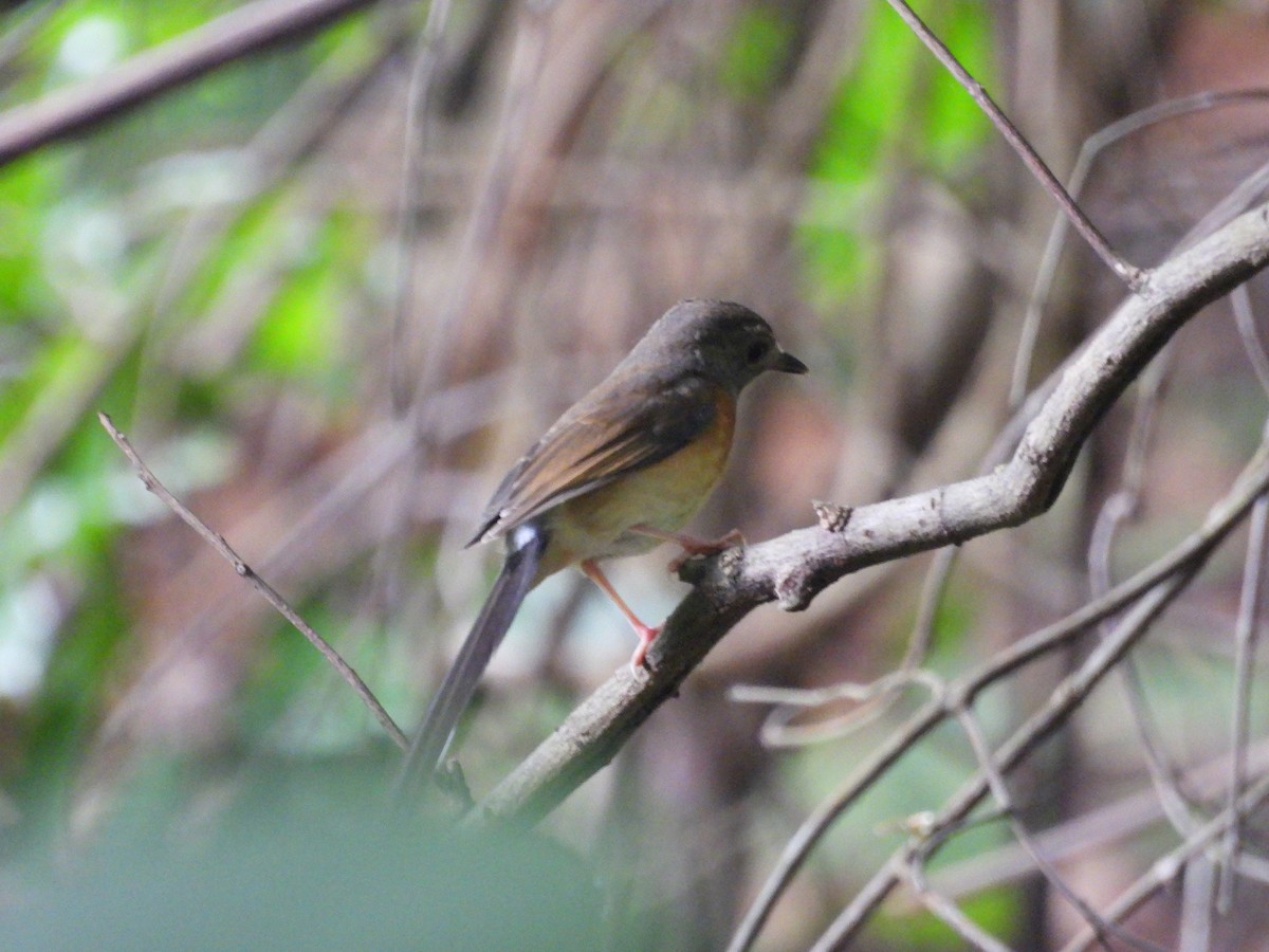 White-rumped Shama - ML643071047