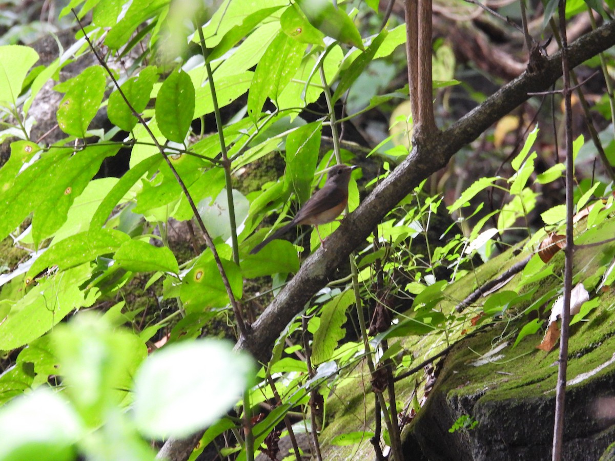 White-rumped Shama - ML643071048