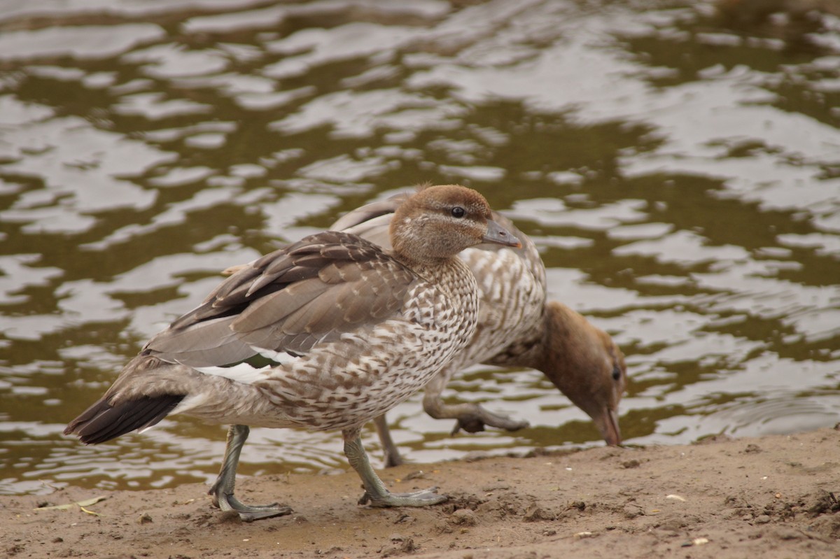 Maned Duck - ML643071049