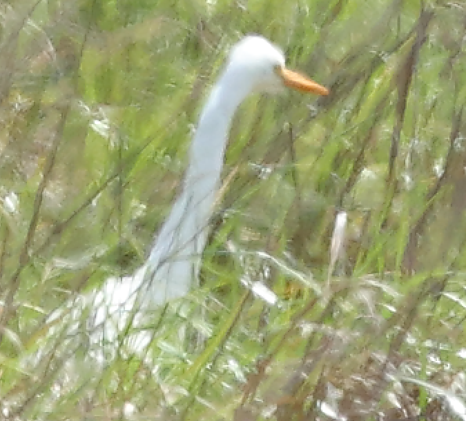 Plumed Egret - ML643071057