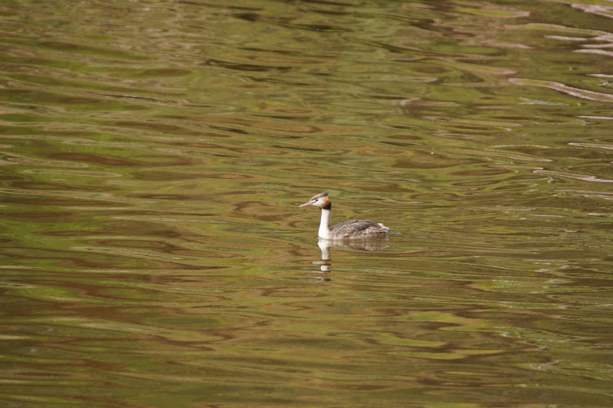 Great Crested Grebe - ML643071061