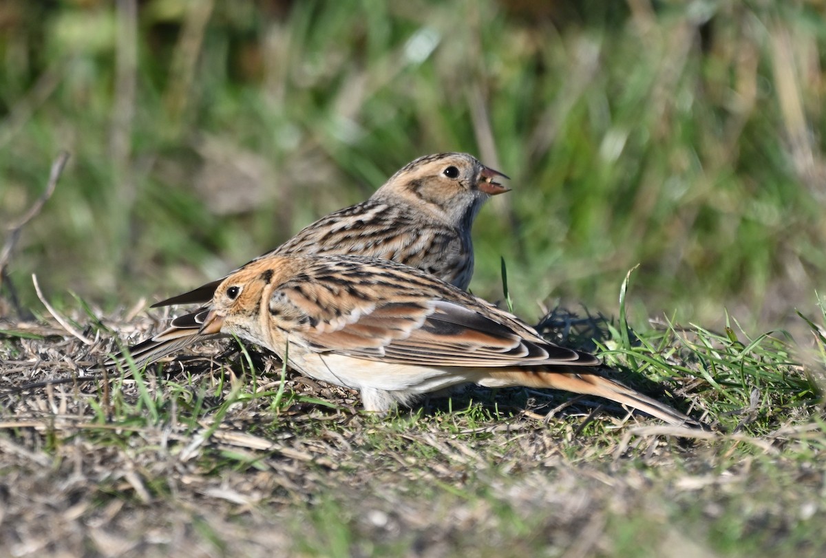 Lapland Longspur - ML643071071