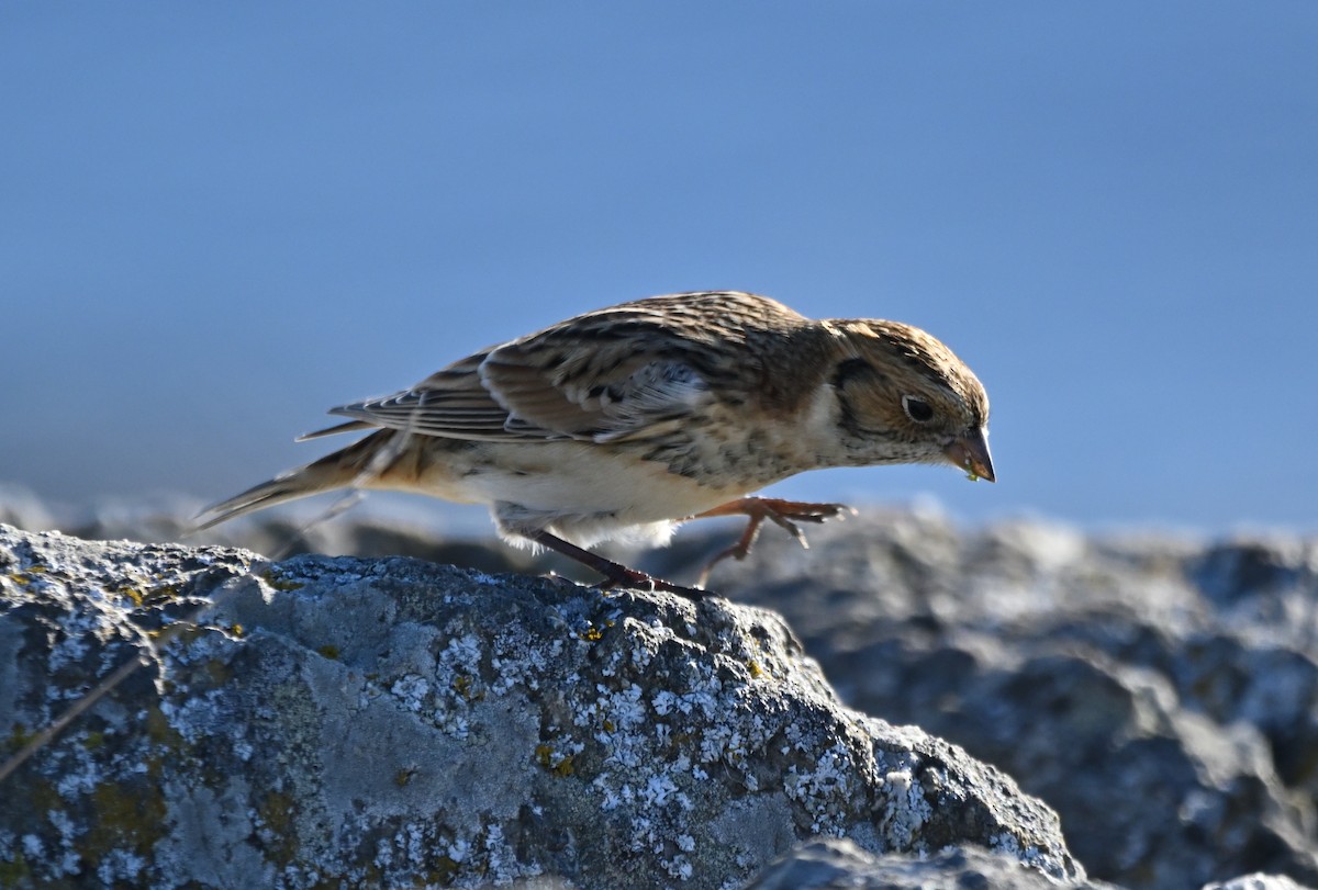 Lapland Longspur - ML643071073