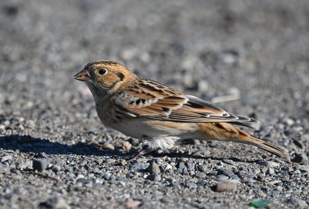 Lapland Longspur - ML643071074