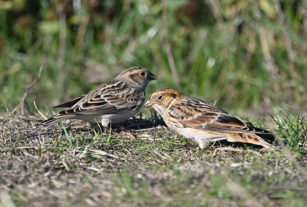 Lapland Longspur - ML643071075