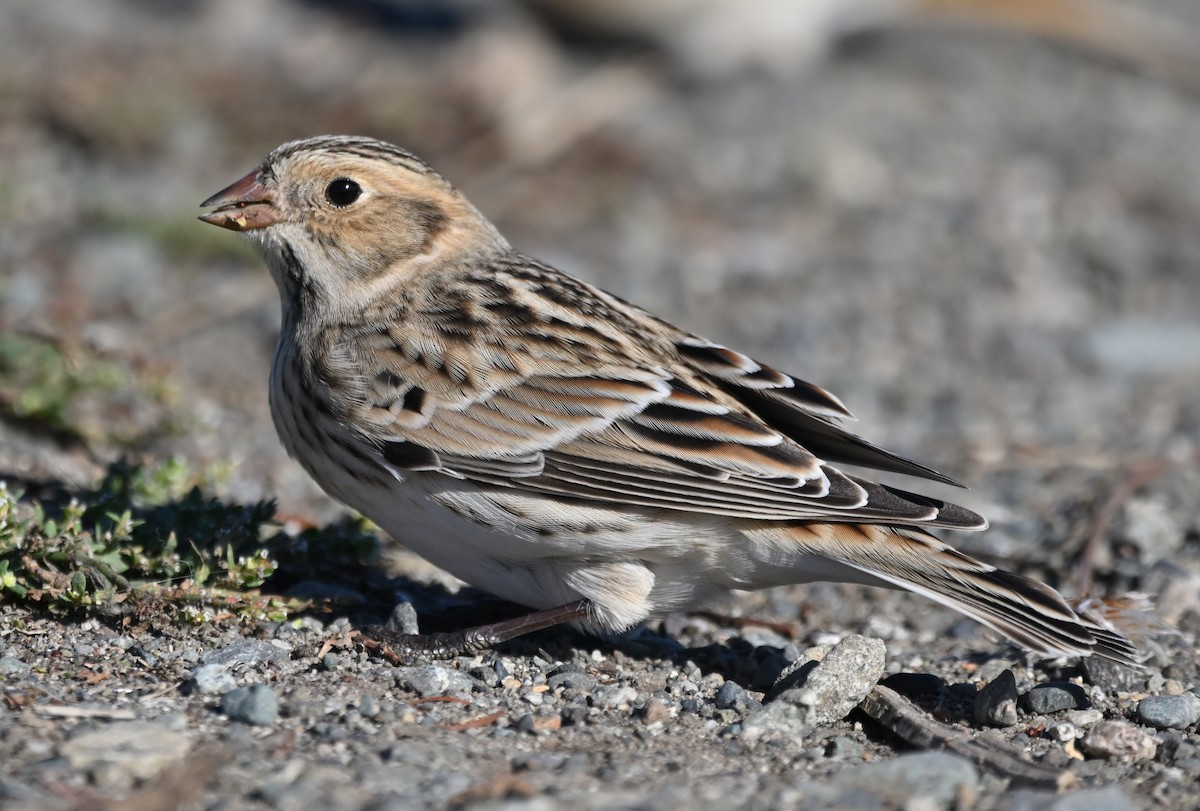Lapland Longspur - ML643071076