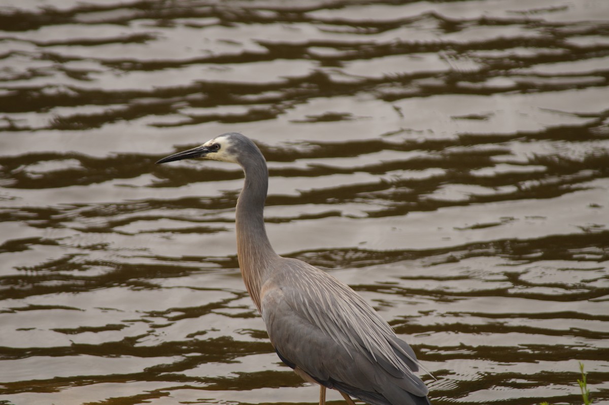 White-faced Heron - ML643071082