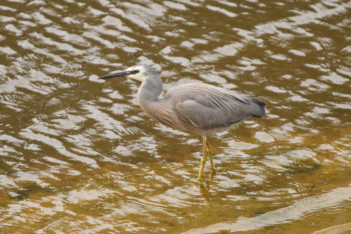 White-faced Heron - ML643071099