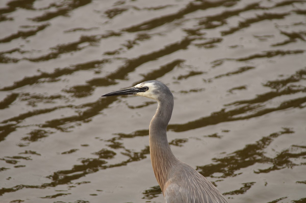 White-faced Heron - ML643071104