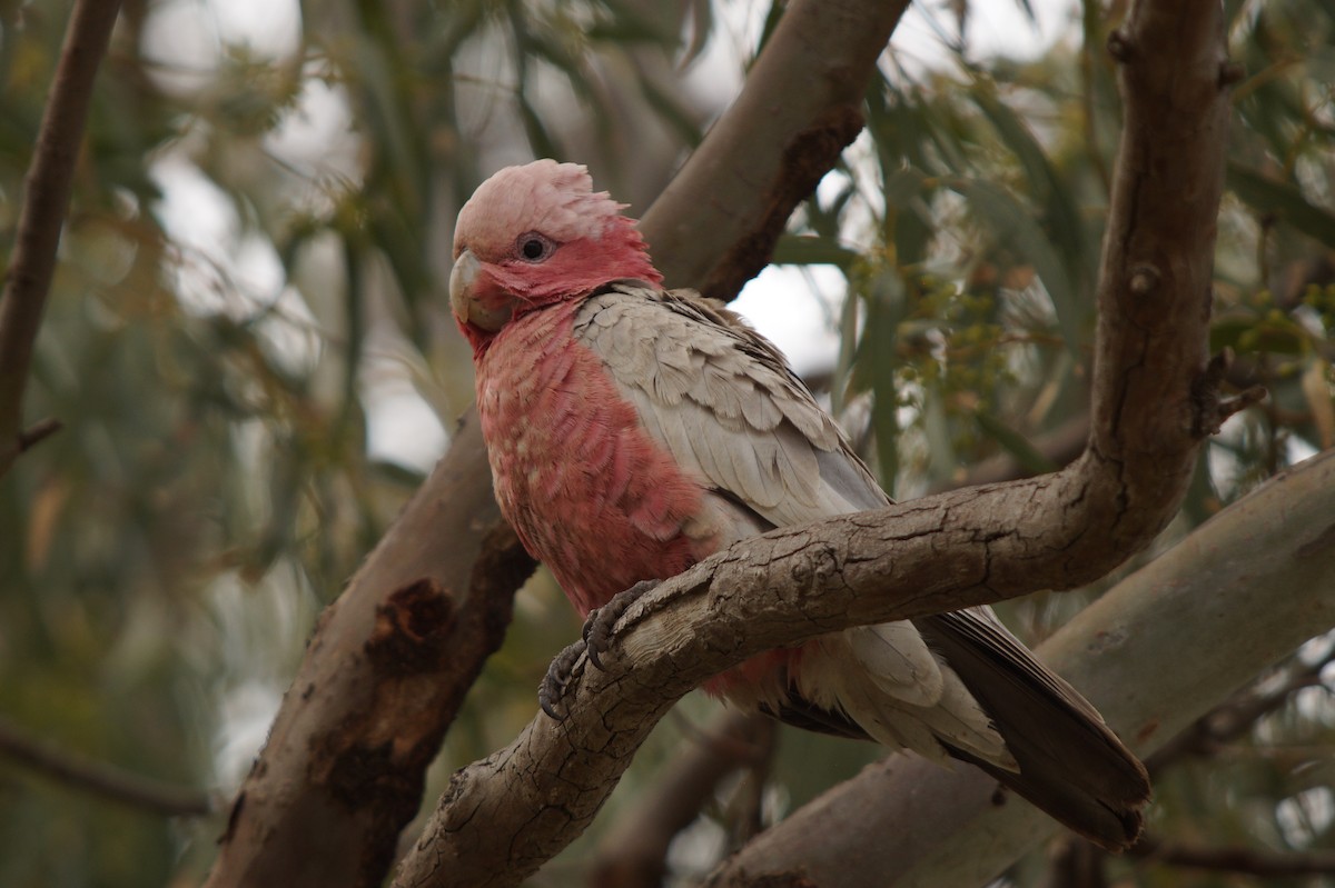 Galah - ML643071105
