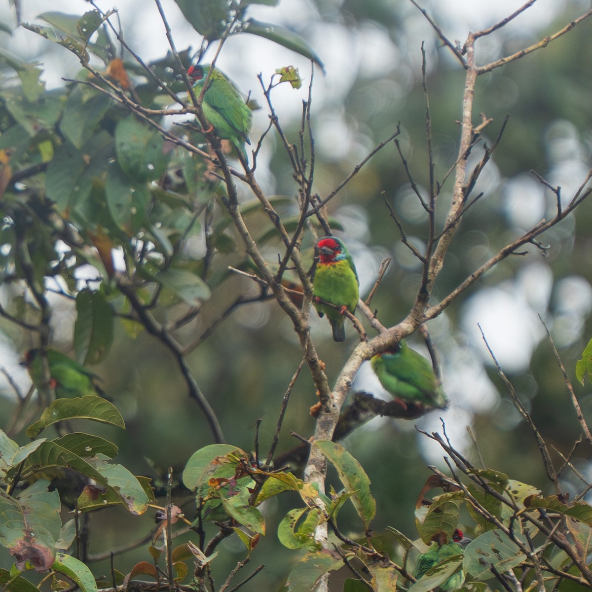 barbet malabarský - ML643071109