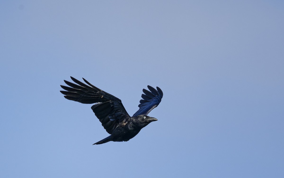 Torresian Crow - ML643071127