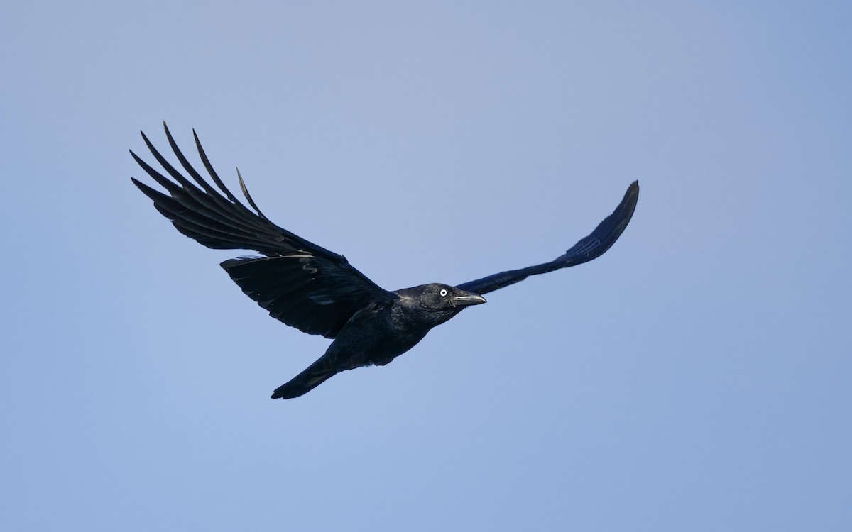 Torresian Crow - ML643071128
