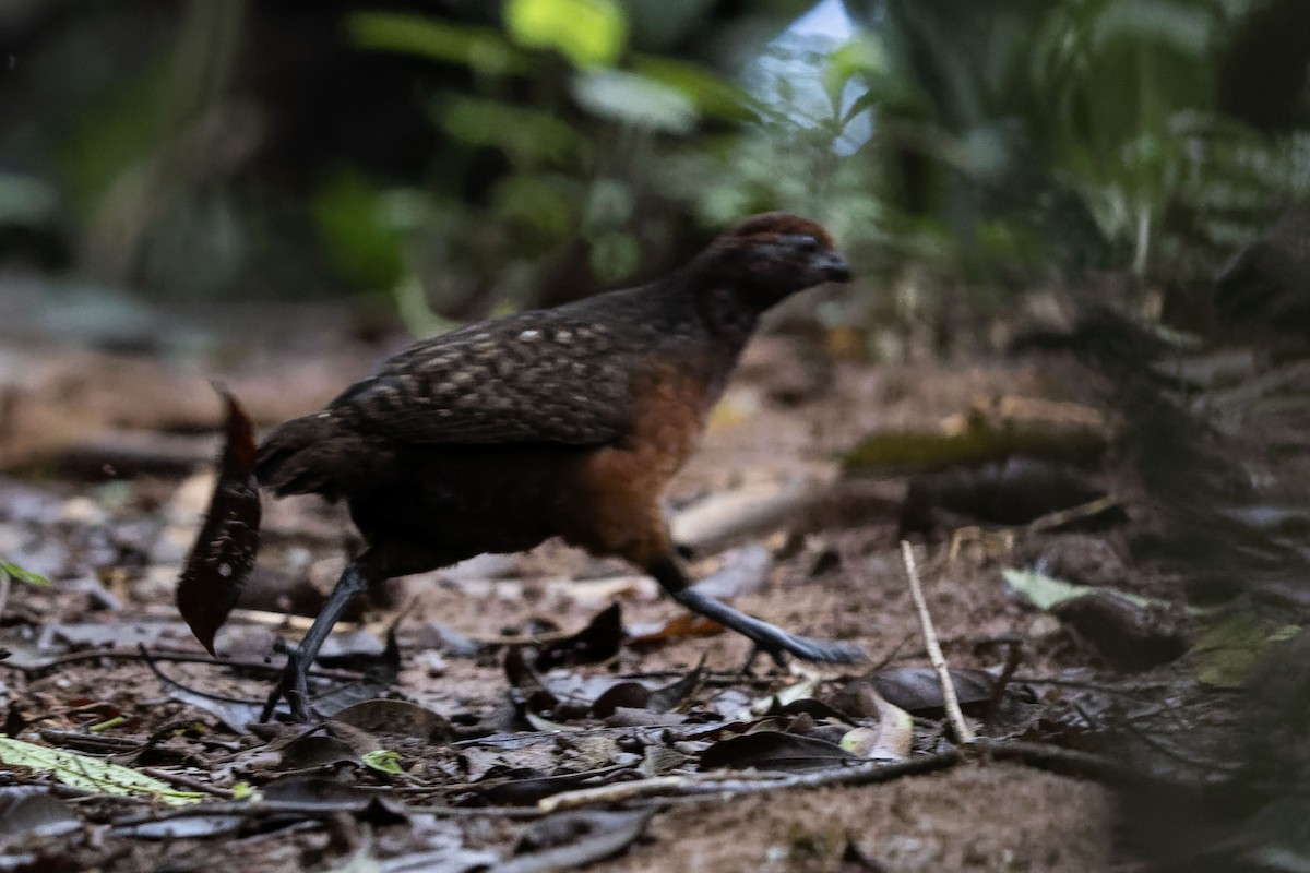 Black-eared Wood-Quail - ML643071155