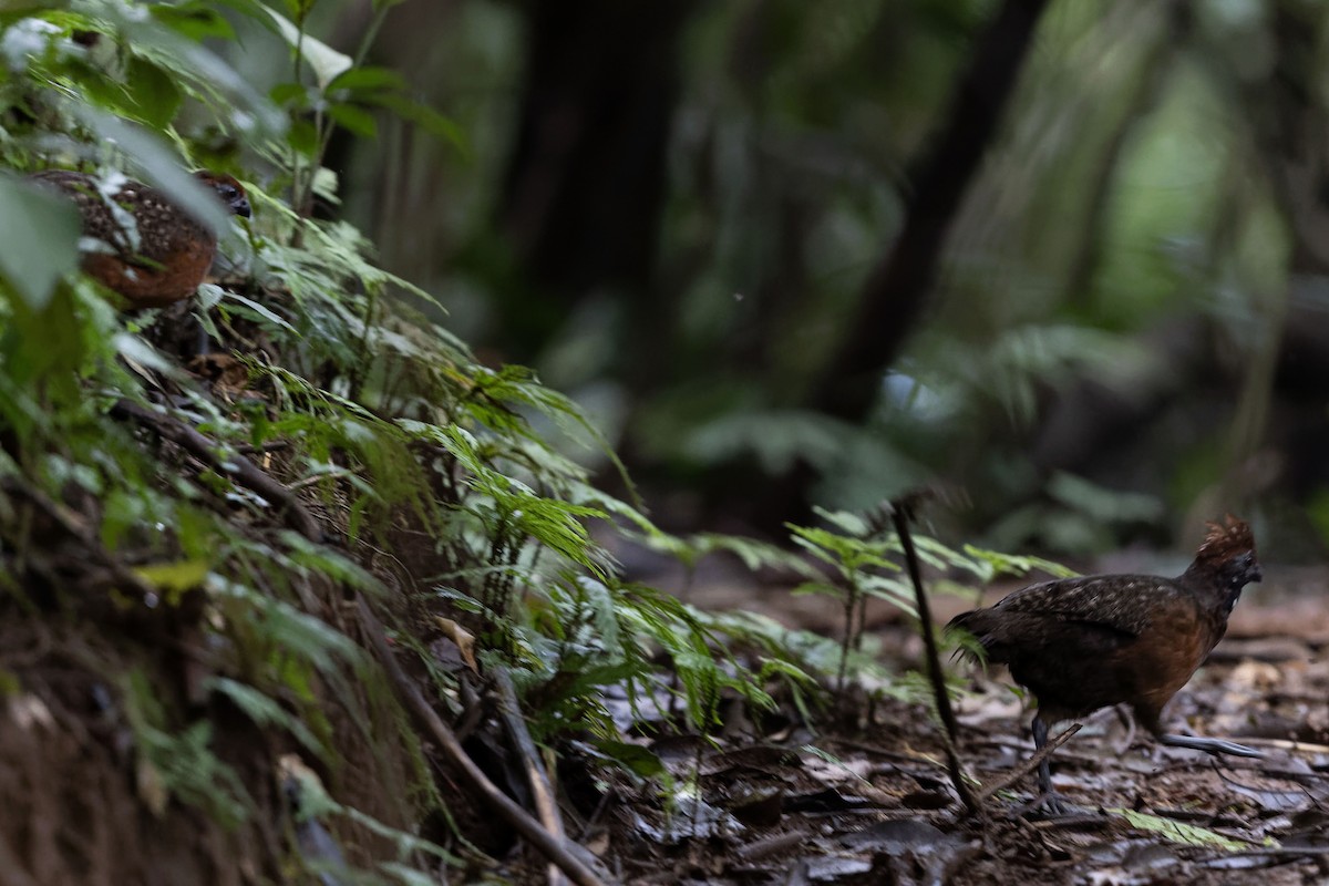 Black-eared Wood-Quail - ML643071156