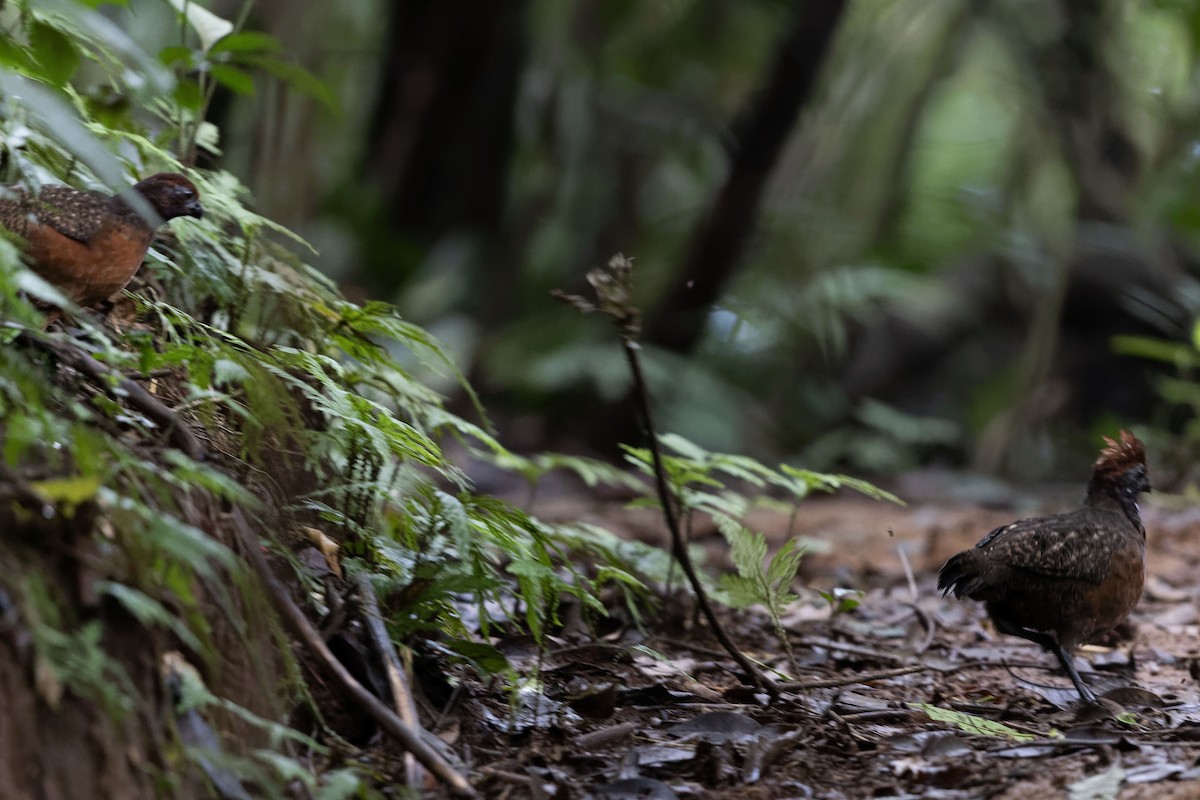 Black-eared Wood-Quail - ML643071157