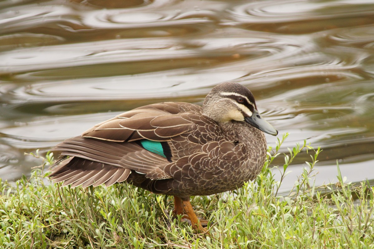 Pacific Black Duck - ML643071185