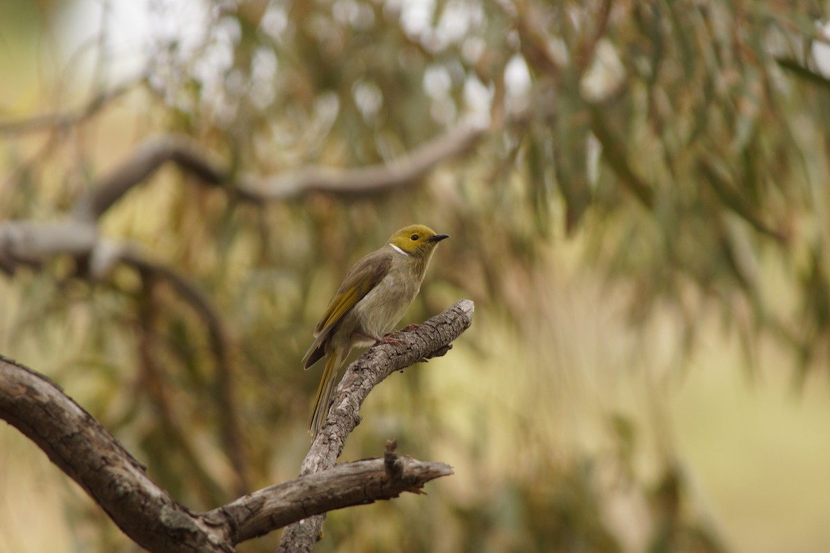 White-plumed Honeyeater - ML643071188