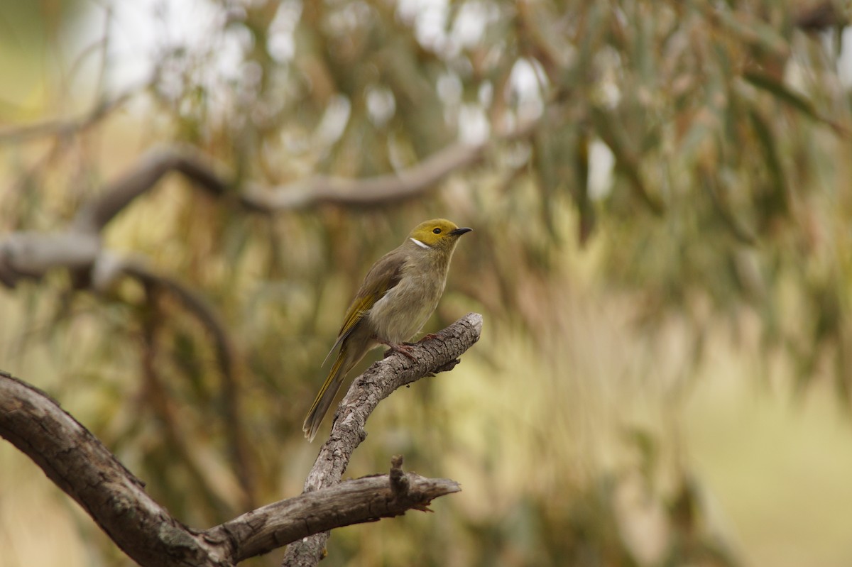 White-plumed Honeyeater - ML643071190