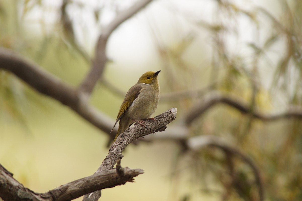 White-plumed Honeyeater - ML643071191