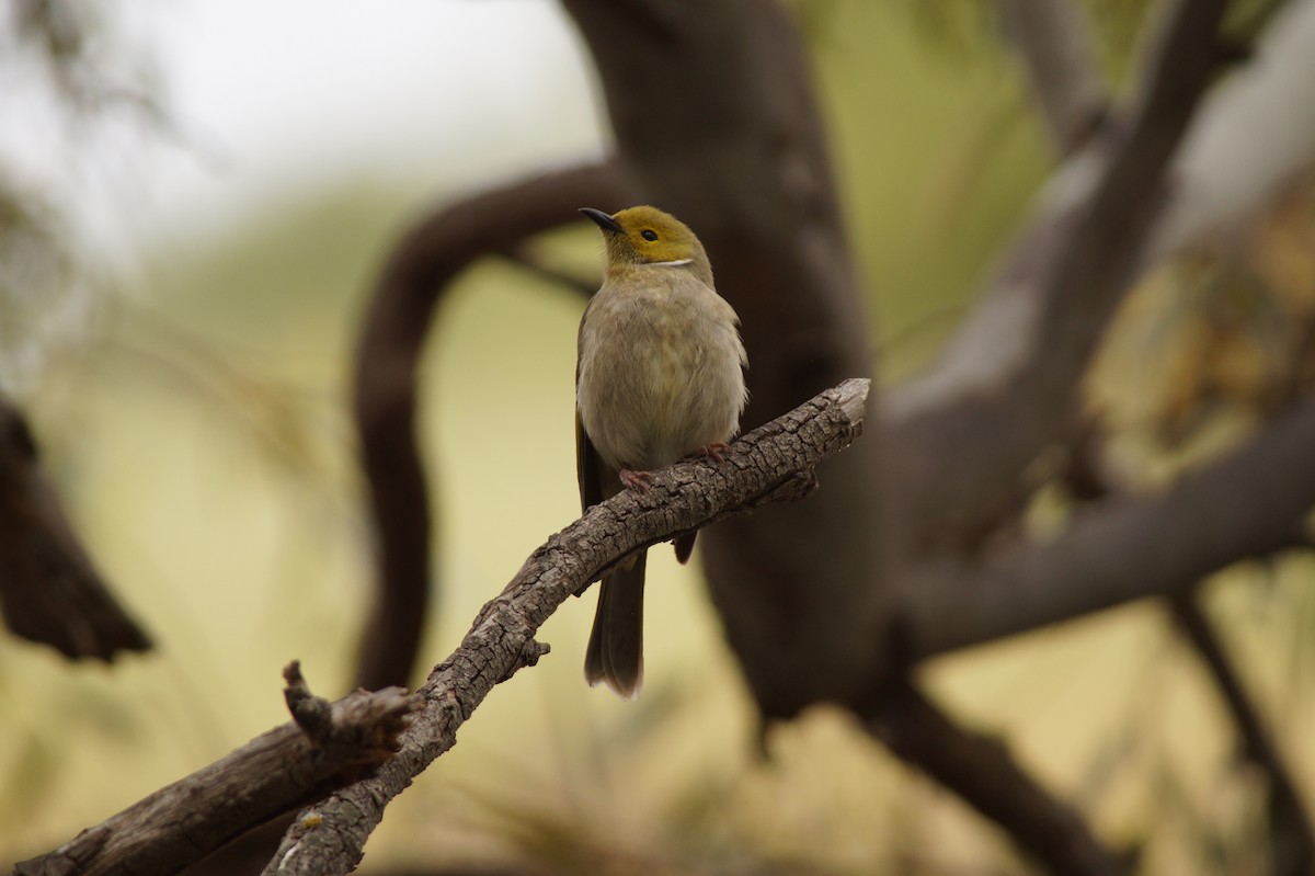 White-plumed Honeyeater - ML643071192