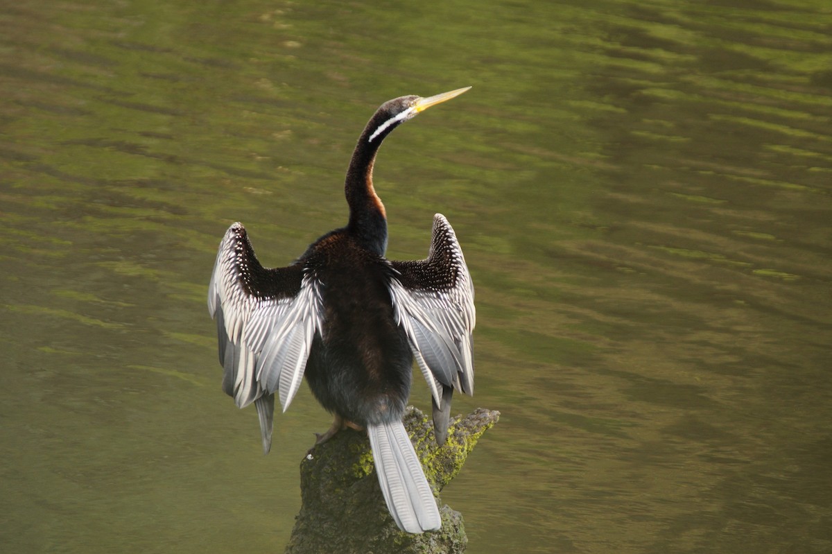 Australasian Darter - ML643071197