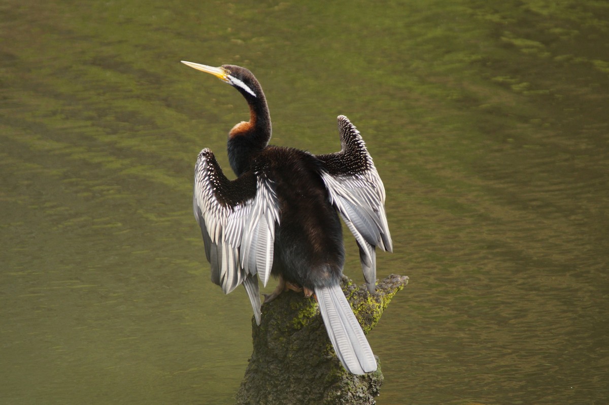 Australasian Darter - ML643071198