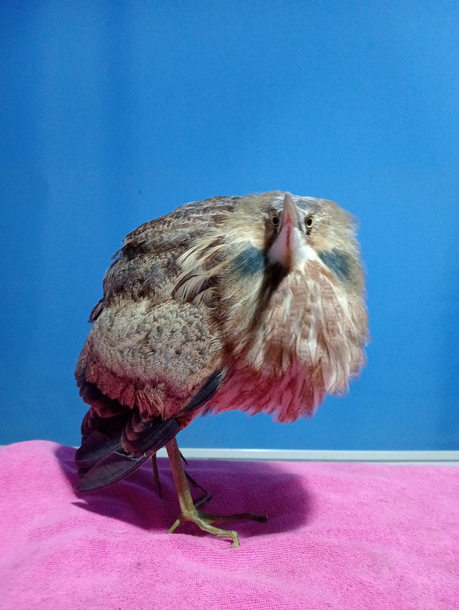 American Bittern - ML643071200