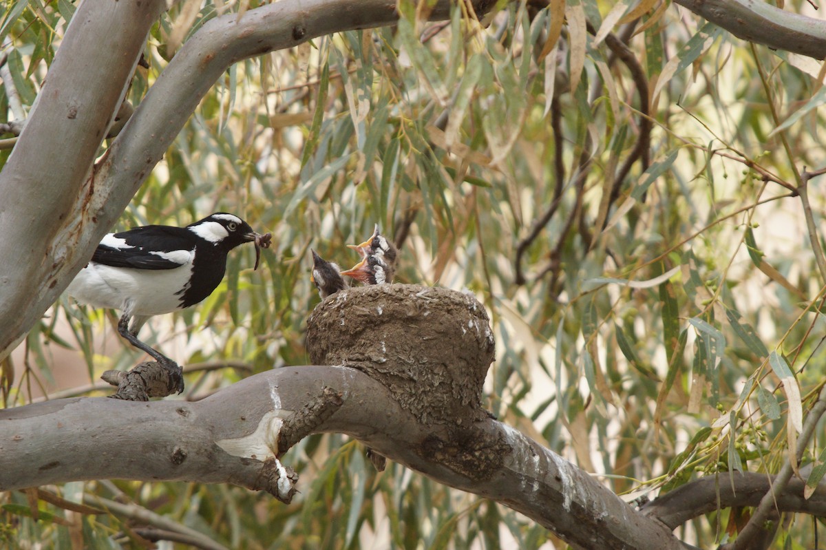 Magpie-lark - ML643071205