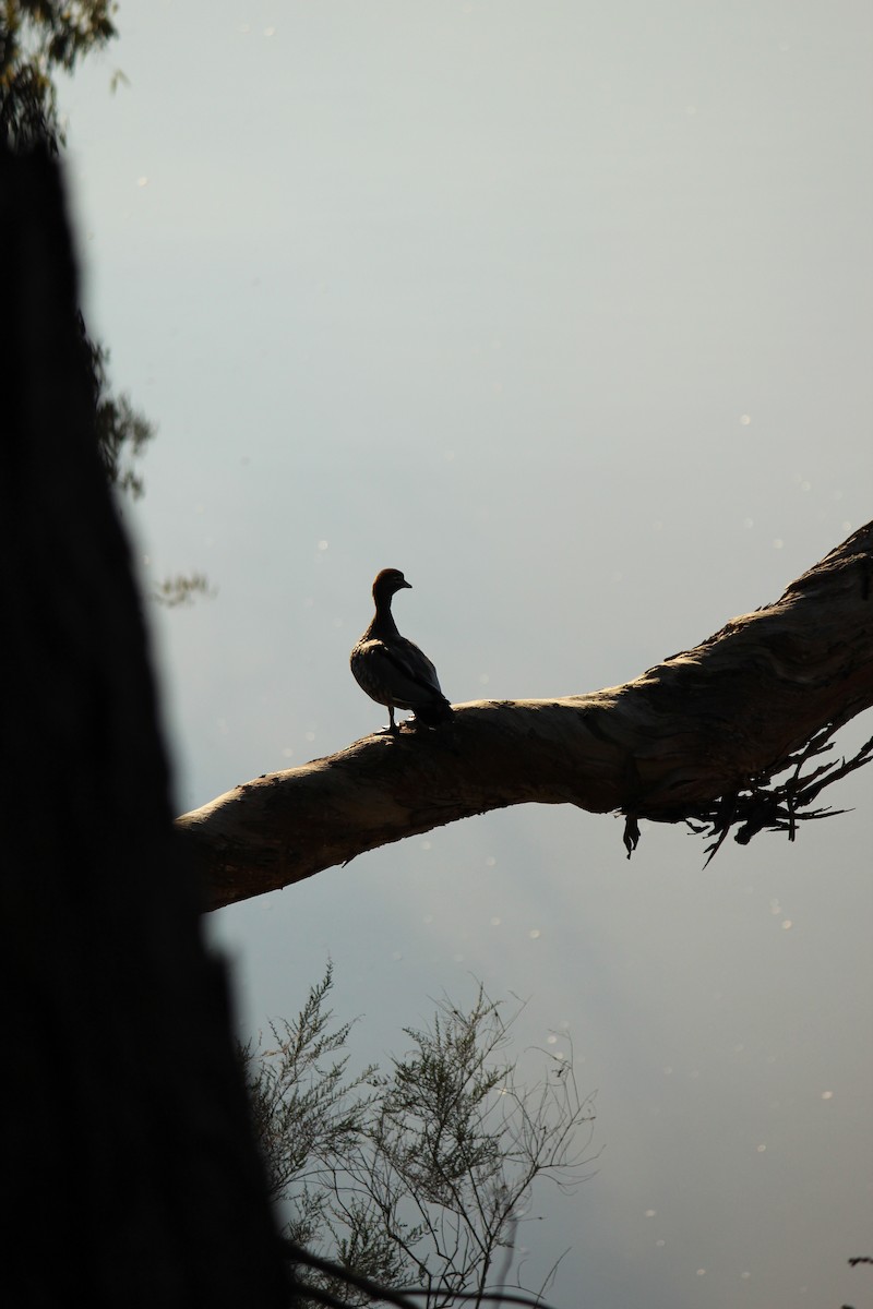 Maned Duck - ML643071209