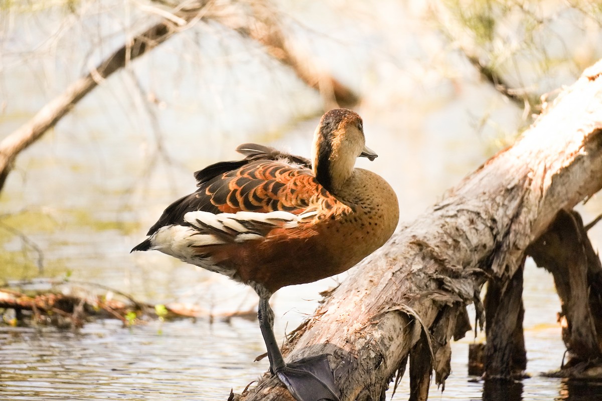 Wandering Whistling-Duck - ML643071210