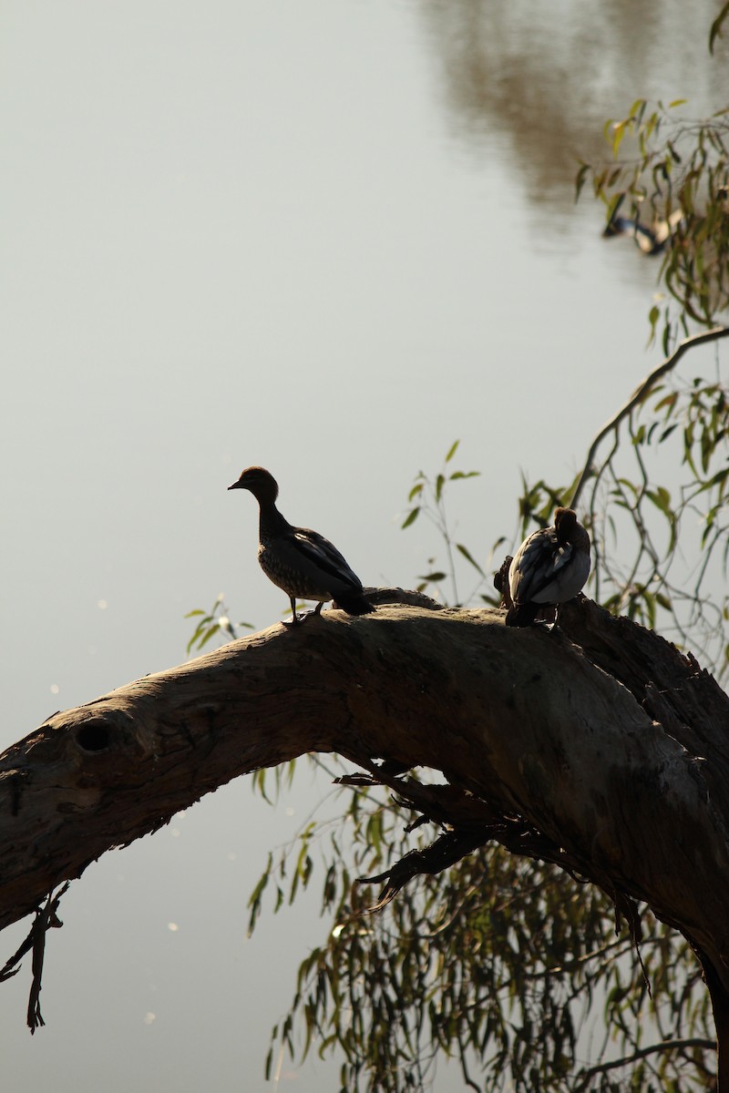 Maned Duck - ML643071211
